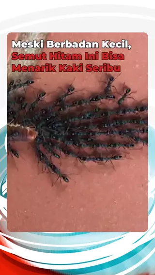 Syair-Hk-Hari-Ini-Sakuratoto Videos On Likee