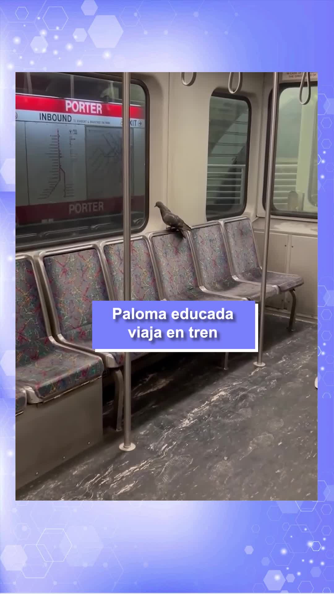 Paloma educada viaja en tren